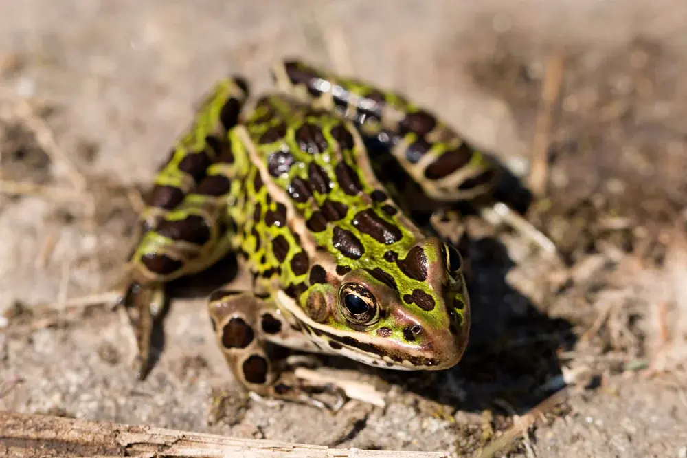 leopardfrosch