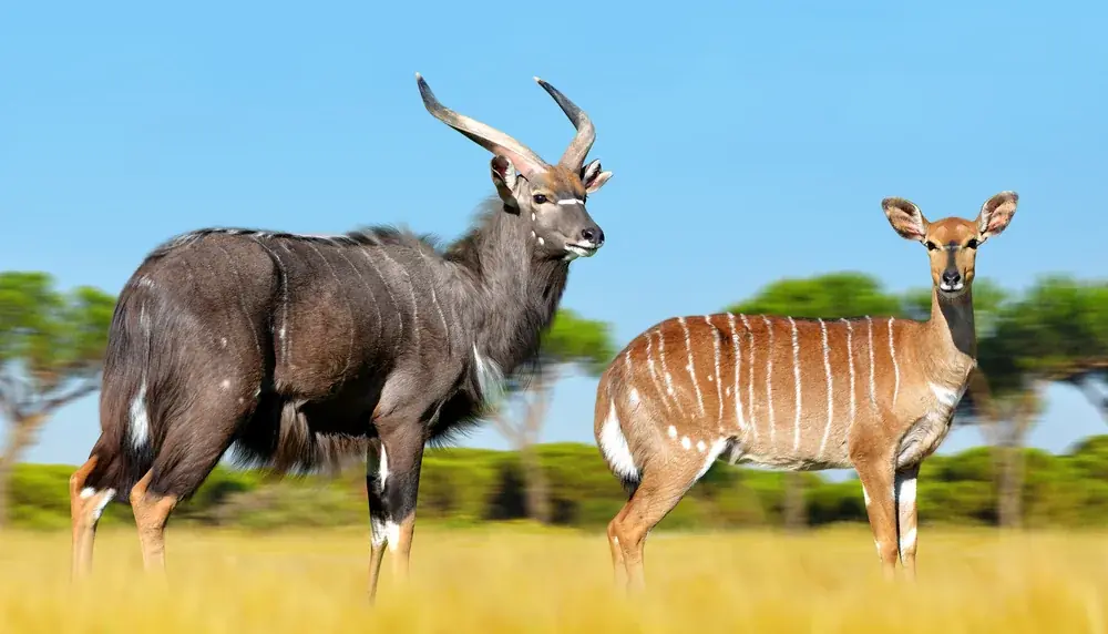 Nyalas