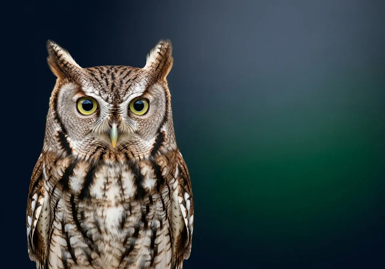 Osteule (Tyto aurantia)