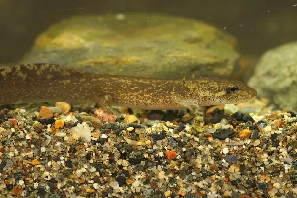 Pazifischer Riesensalamander