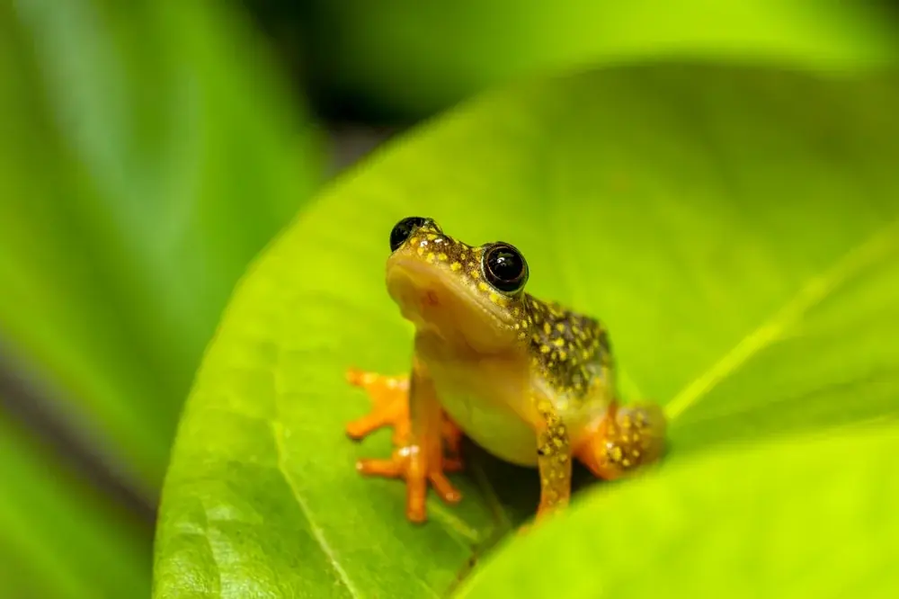 Riedfrosch