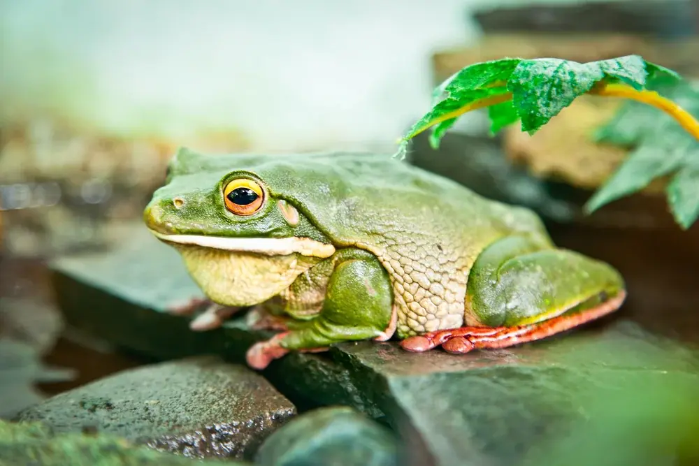 Riesenlaubfrosch