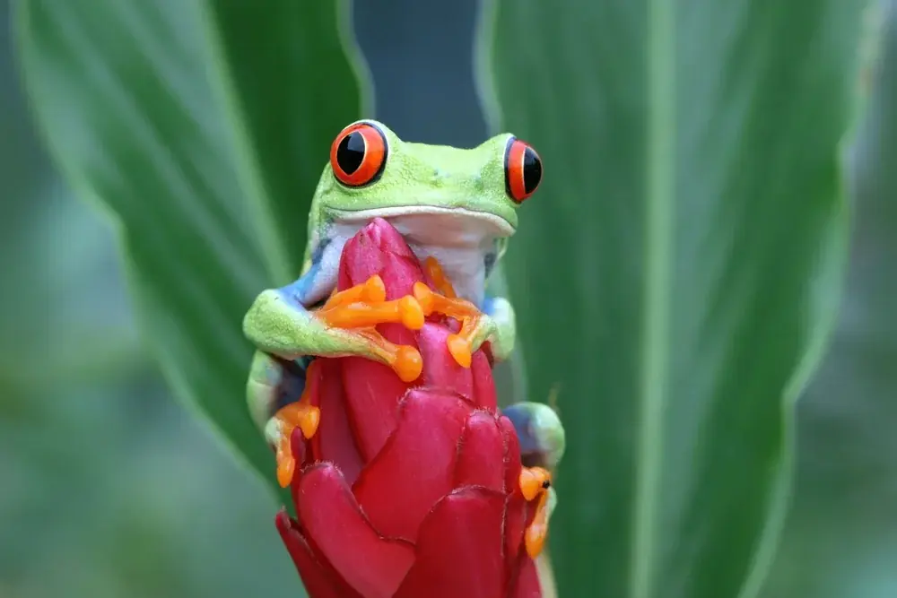Rotaugen-laubfrosch