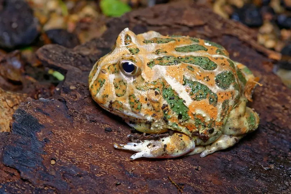Schmuck-Hornfrosch