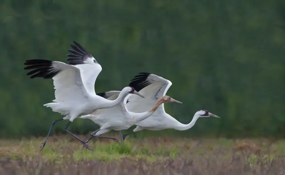 Whooper,Family,Takeoff,-,A,Whooping,Crane,Family,Of,Two