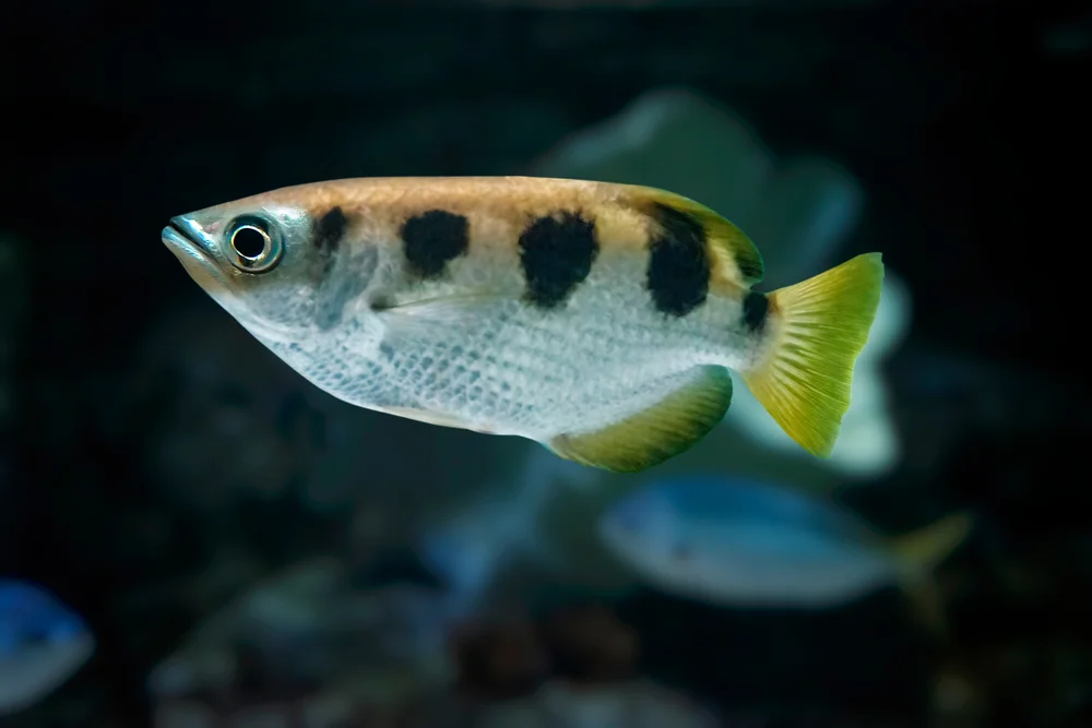 White,Fish,With,Large,Black,Spots,And,Yellow,Tail,Fins.
