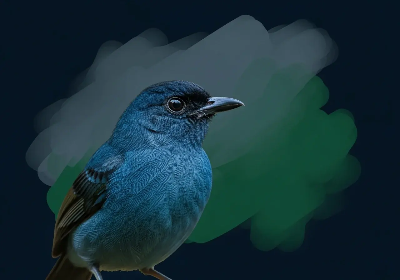 Schwarzbrust-Ameisenschlüpfer (Thamnophilus melanothorax)