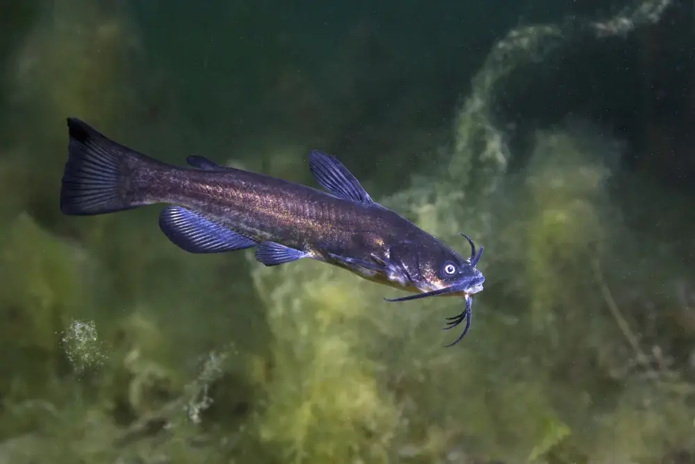 Black,Bullhead,Catfish,(ameiurus,Melas),Underwater,Photography.,Freshwater,Fish,In