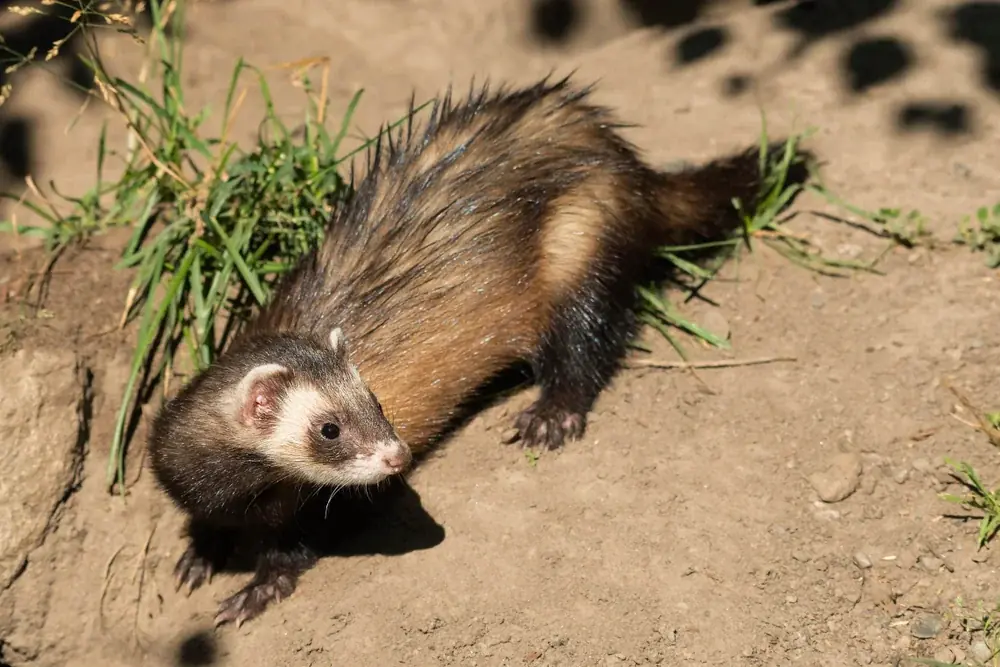 A,Captive,Black-footed,Ferret,Keeps,A,Lookout,On,A,Sandy