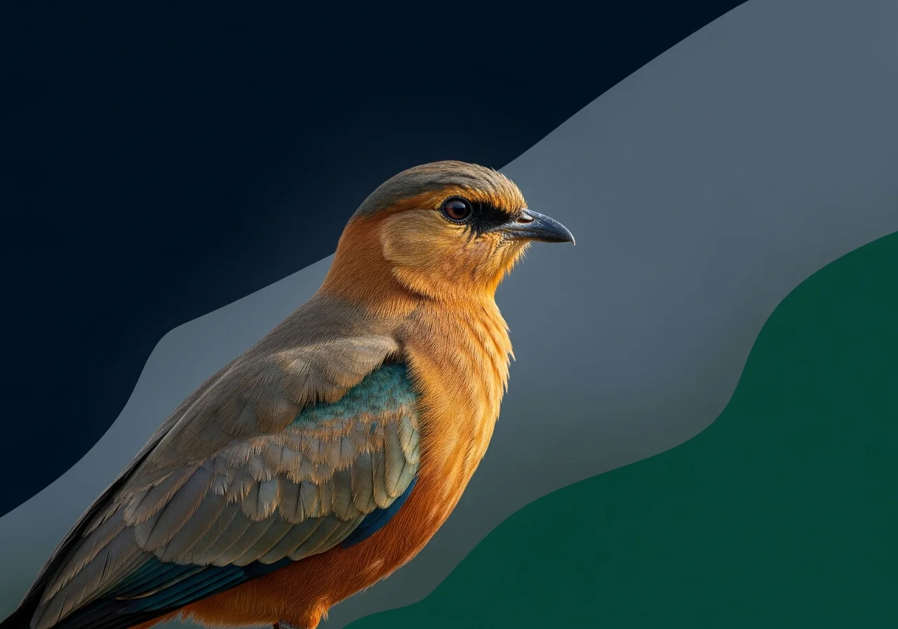 Senegal-Brillenvogel (Zosterops semperi)