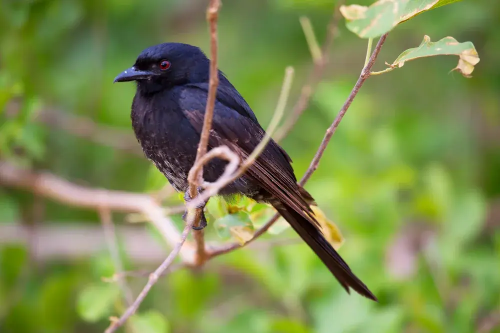 Trauerdrongo