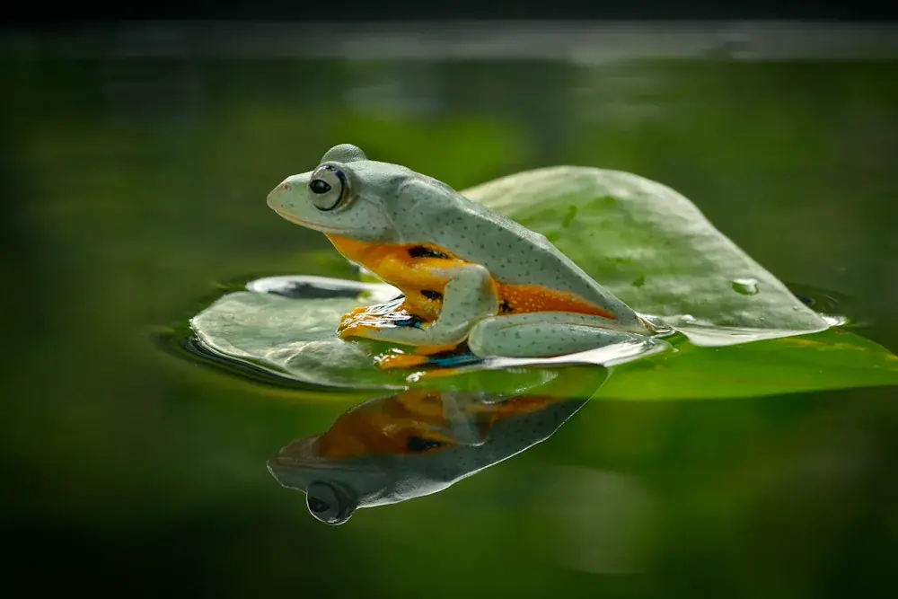 Wallace-Flugfrosch