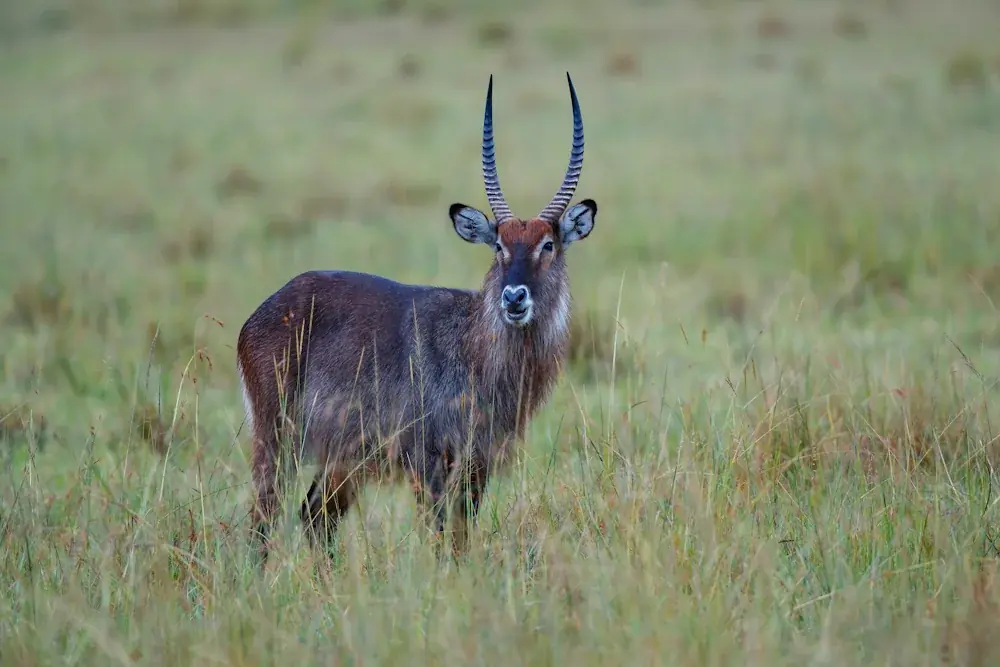 Wasserbock