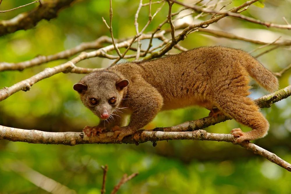 Wickelbär
