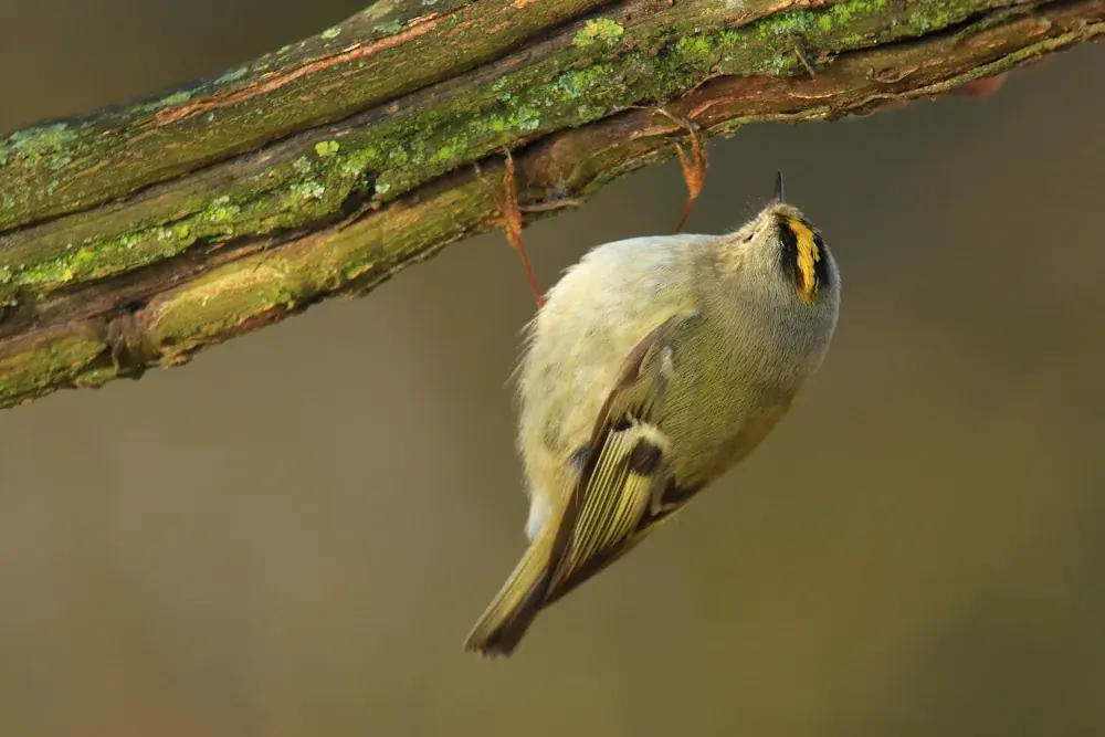 Wintergoldhähnchen