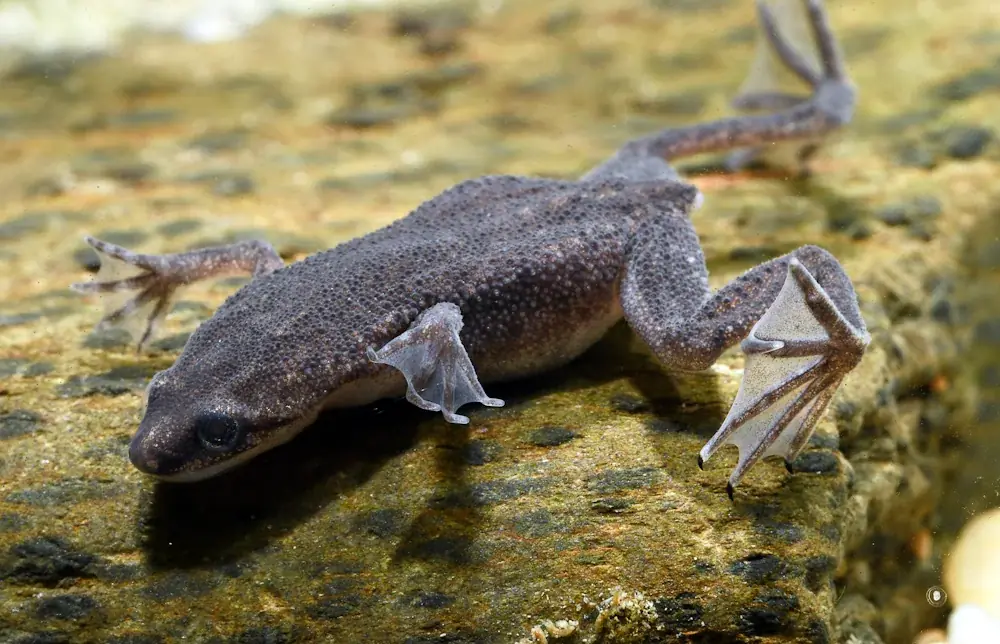 Zwergkorallenfrosch