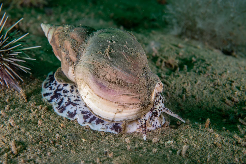 Wellhornschnecke Buccinum Undatum Im Steckbrief Merkmale Vorkommen Verhalten Etc