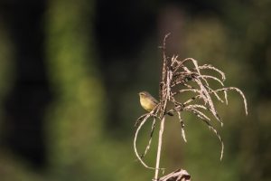 Ähnlicher Grasmücke