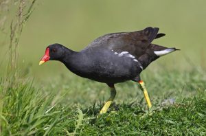 Afrikanisches Teichhuhn