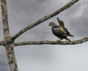 Amerikanischer Schlangenadler