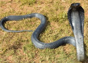 Andamanen-Kobra
