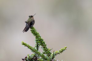 Bärtiger Andenkolibri