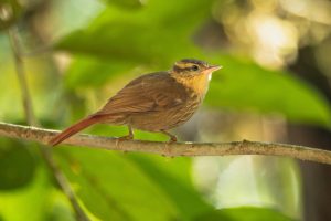 Befleckter Sonnenvogel