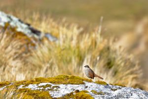 Bergtapaculo