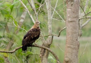 Bindenseeadler