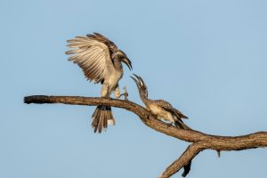 Blasschnabel-Hornvogel