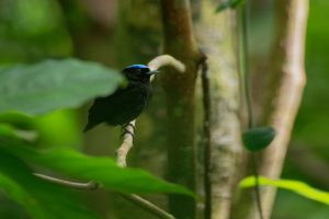 Blaukappen-Schmuckvogel