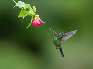 Branickis Brillantkolibri