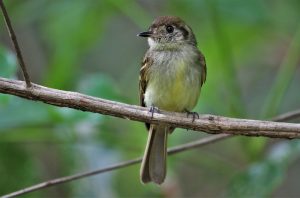 Brauen-Bartvogel