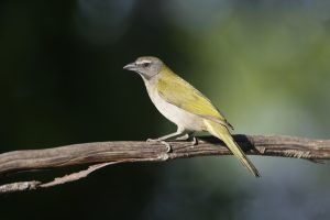 Braunköpfiger Nachtschlüpfer