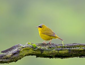 Brillenwaldsänger