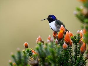 Chimborazo-Bergkolibri