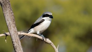 Chinese Great Grey Shrike