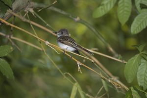 Cotta’s Elaenia