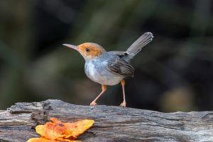 Derbys Schneidervogel