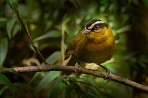 Dreibinden-Buschtanager