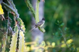 Ecuador-Elaenia