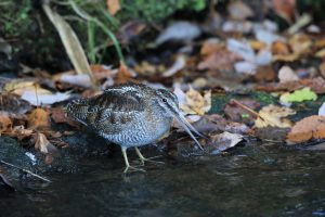 Einsamer Schnepfenstrandläufer