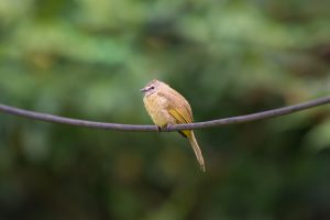 Everetts Bulbul