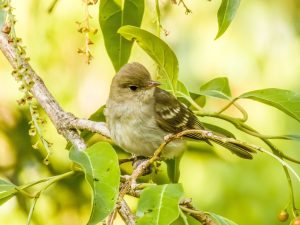 Gaimard’s Elaenia