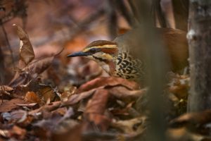 Gebänderter Mesitornis