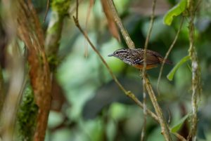 Gelbbauch-Ameisenpitta