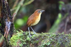 Gelbbrauen-Ameisenpitta