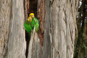 Gelbstirn-Papagei