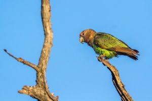Gelbwangen-Papagei
