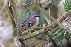 Graustirn-Brillenvogel